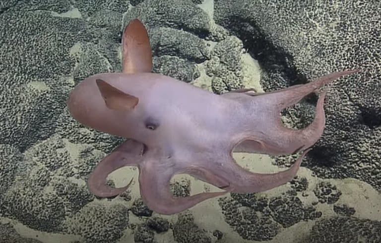 dumbo octopus swimming!
