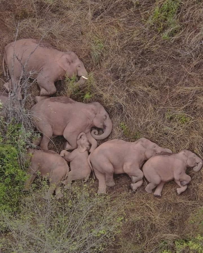 elephant family sleeping together
