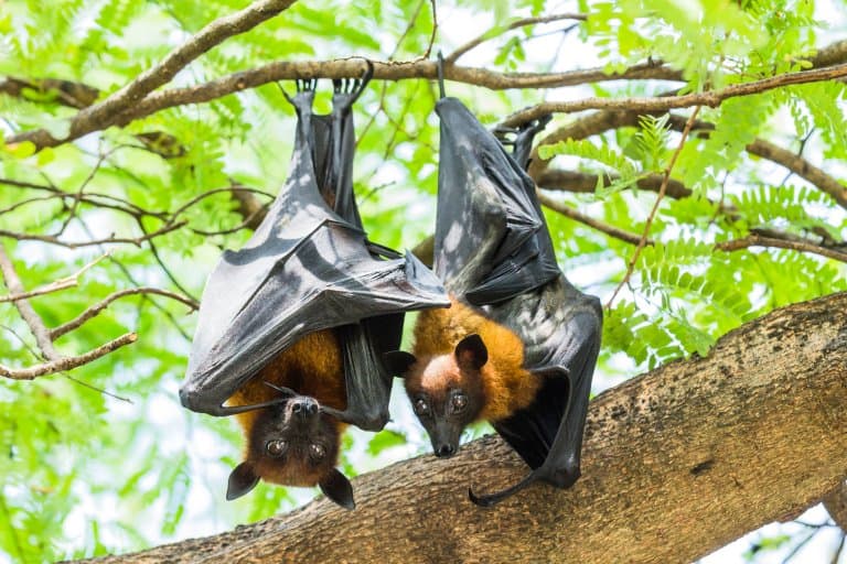 australian flying fox eaten by snake