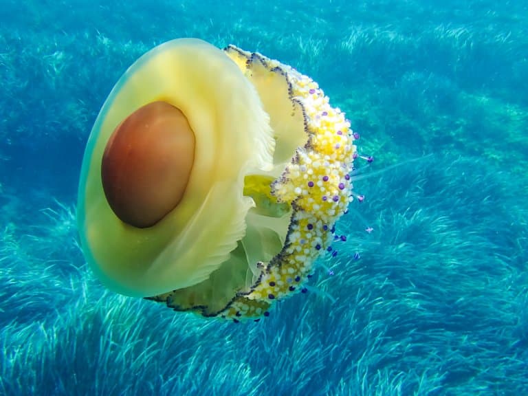 12 Egg-mazing Fried Egg Jellyfish Facts - Fact Animal