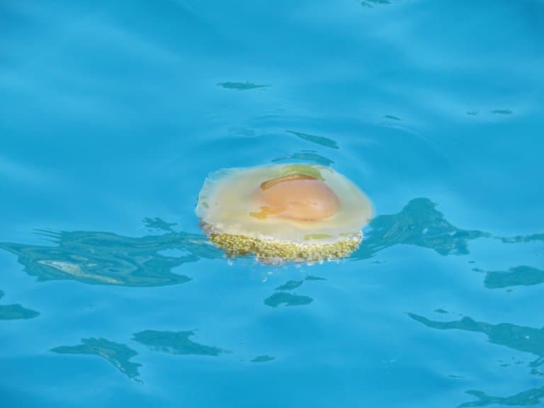 Fried Egg Jellyfish in water