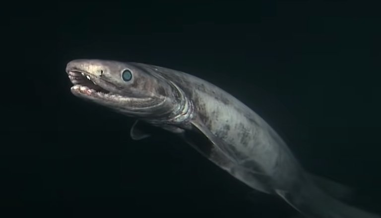 Frilled Shark Facts