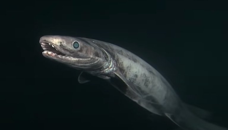 frilled shark gills