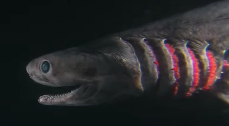 Frilled Shark Teeth
