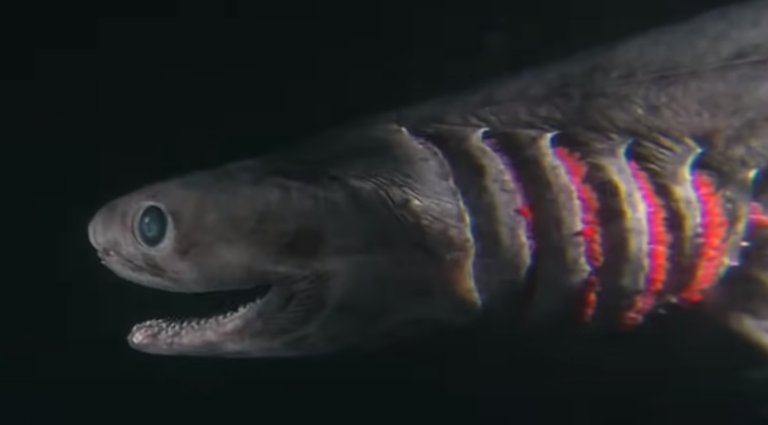 frilled shark teeth