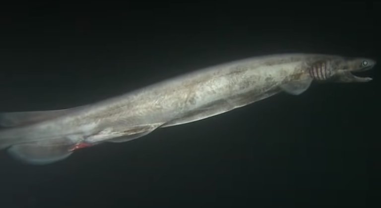 Frilled Shark Swimming