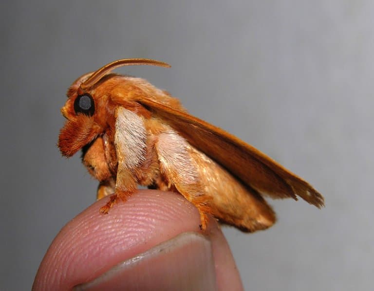 are poodle of moths real