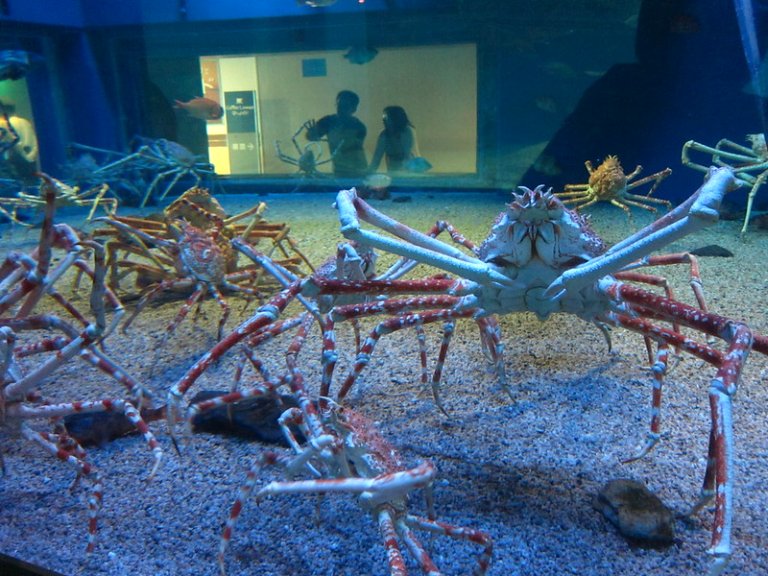 Japanese Spider Crab in aquarium