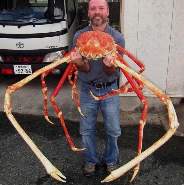 japanese spider crab