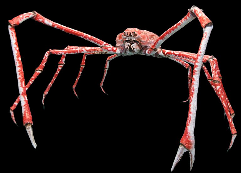 japanese spider crab