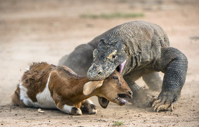 19 Crazy Komodo Dragon Facts - Fact Animal