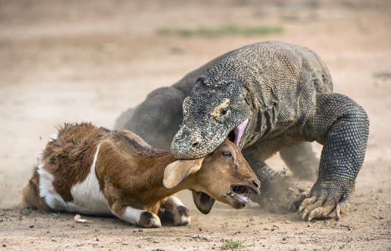 komodo dragon attacking a deer