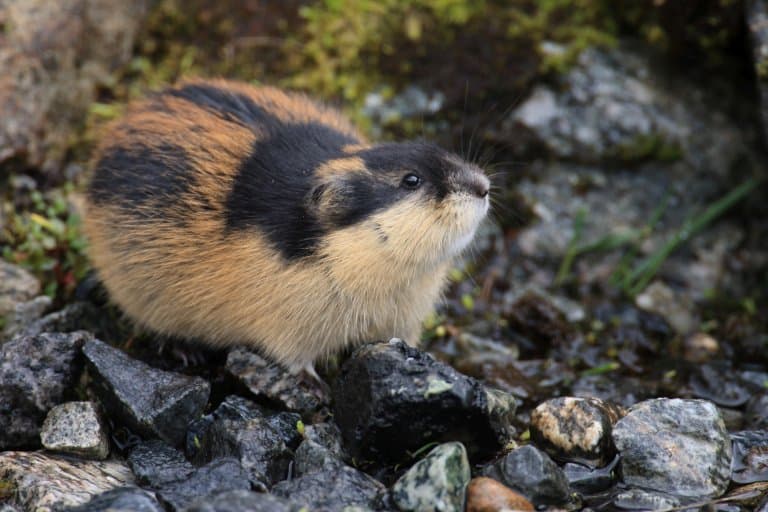 The Norway lemming is a small rodent that looks like a hamster. Lemmings  live in cold, snowy places in northern Europe, namely Norway. Discover more  about these clever mammals in All About