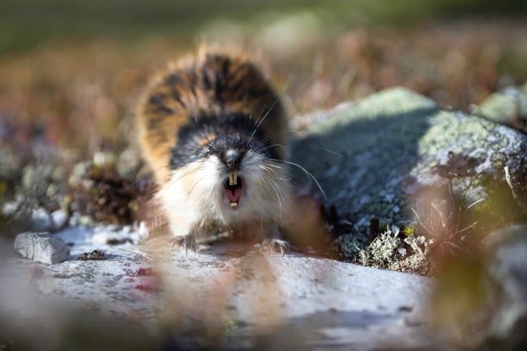 16 Lovable Lemming Facts - Fact Animal