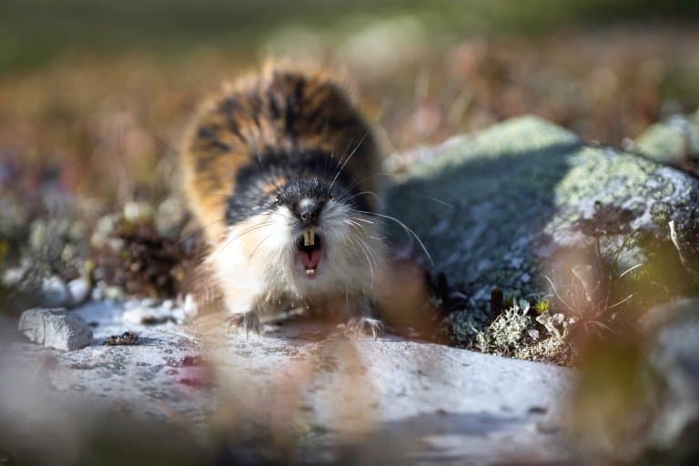 Lemming Habitat, Diet, Behavior, Facts and Worksheets for Kids