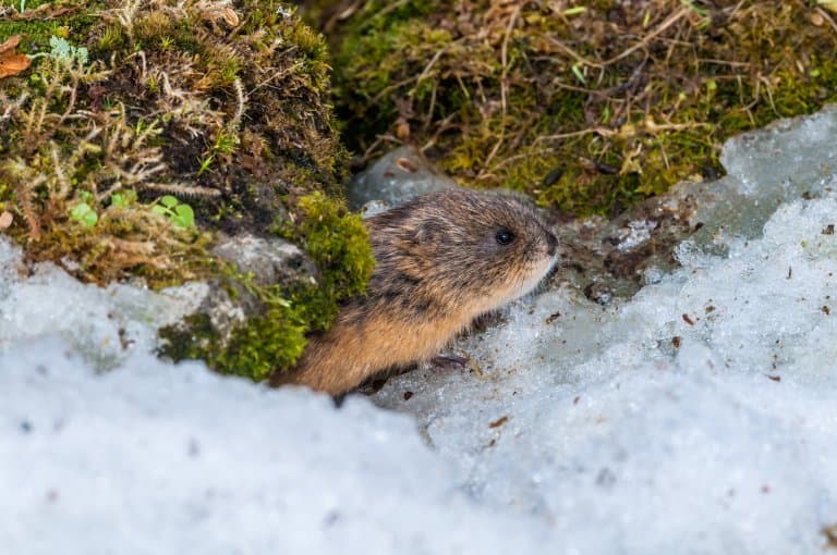 Lemming in snow tunnel