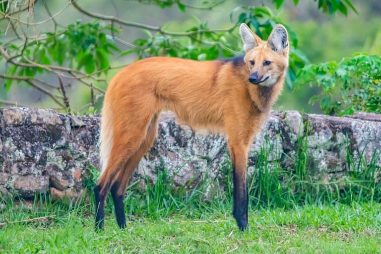 12 Memorable Maned Wolf Facts - Fact Animal