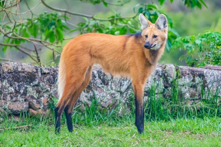 maned wolf eyes