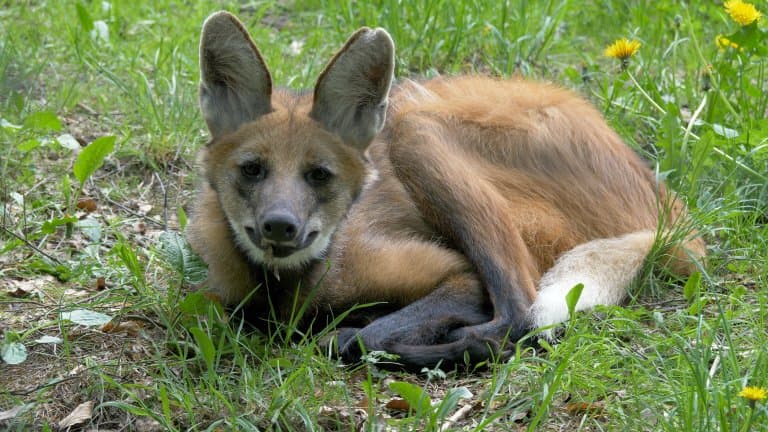 Maned Wolf Laying Down