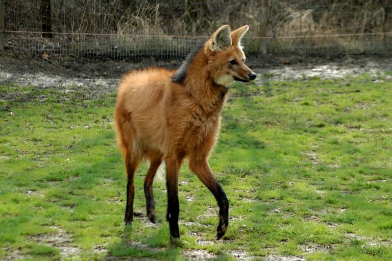 Maned Wolf tallest dog!