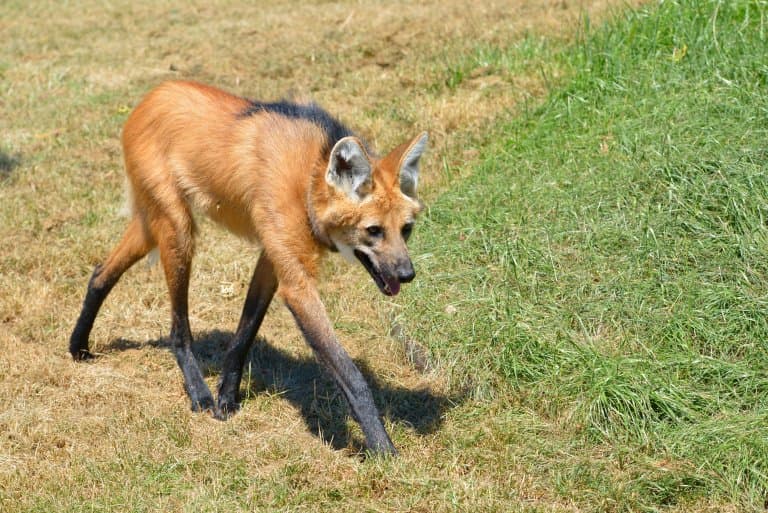 Maned Wolf walking