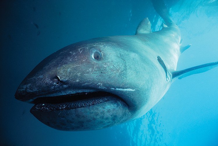 The shark with a big mouth, Megamouth shark from hungry shark world.