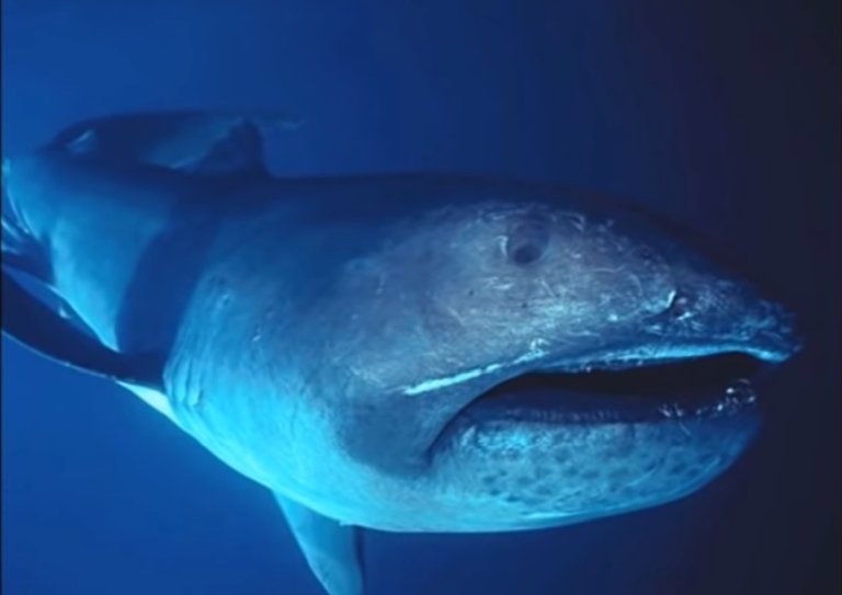 megamouth shark 