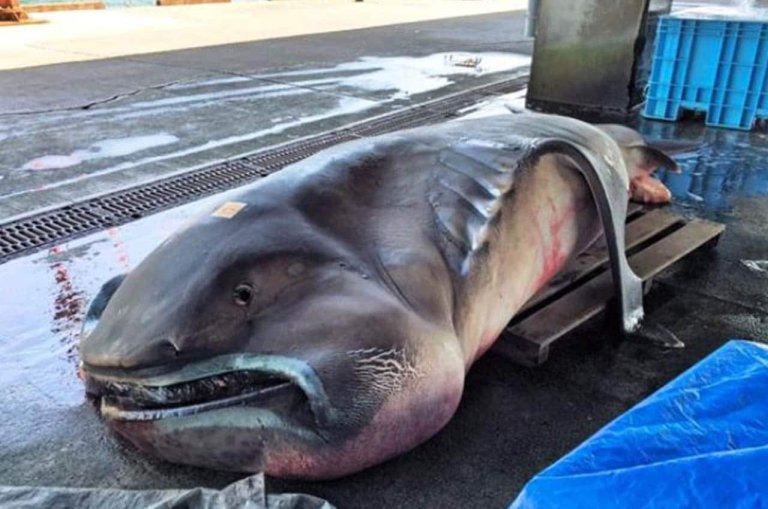 megamouth shark washed up