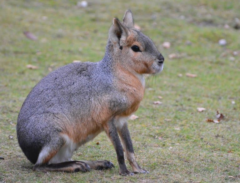 patagonian mara facts