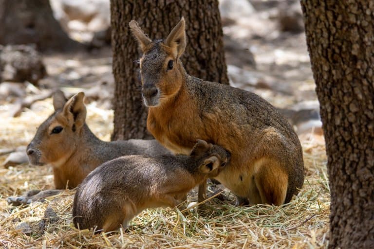 patagonian mara family