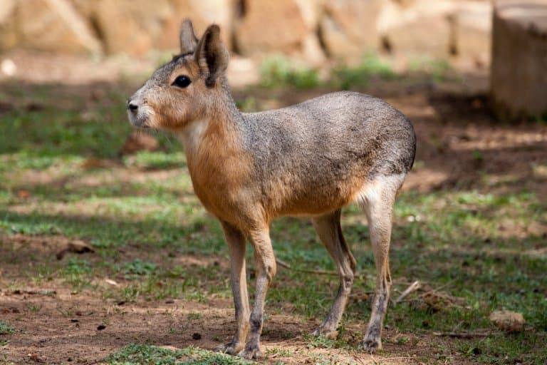 patagonian mara stood up!