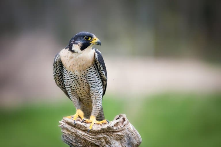 12 Dive-Bombing Peregrine Falcon Facts - Fact Animal