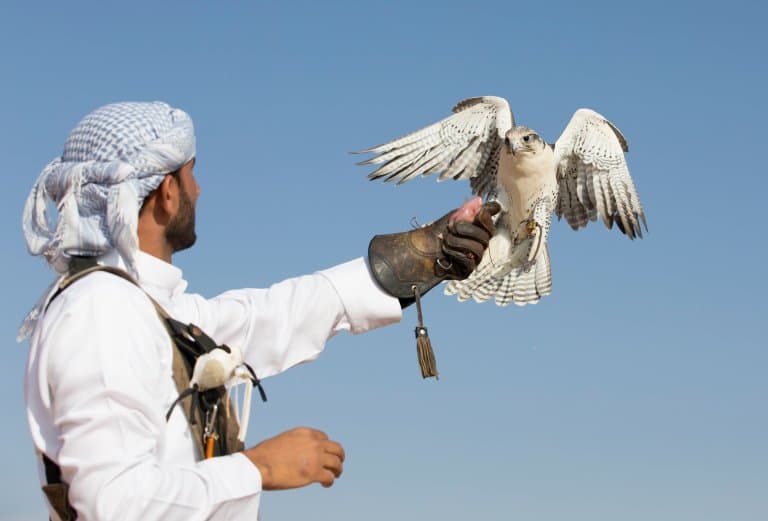 peregrine falcon in falconry