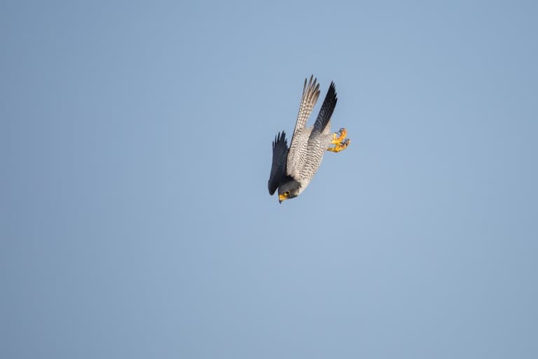 peregrine falcon diving