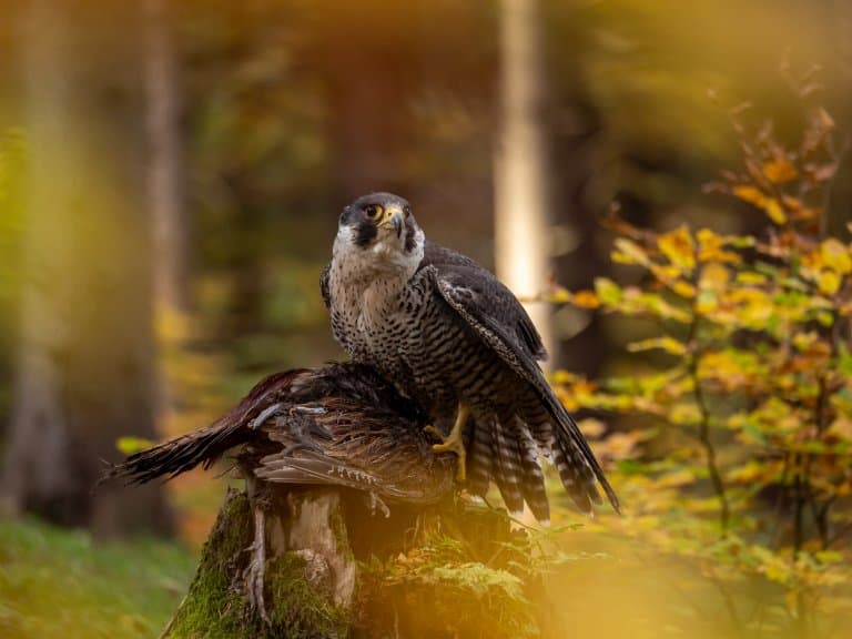 peregrine falcon eating prey