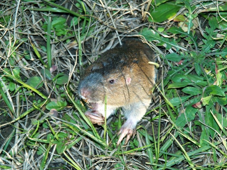 pocket gopher