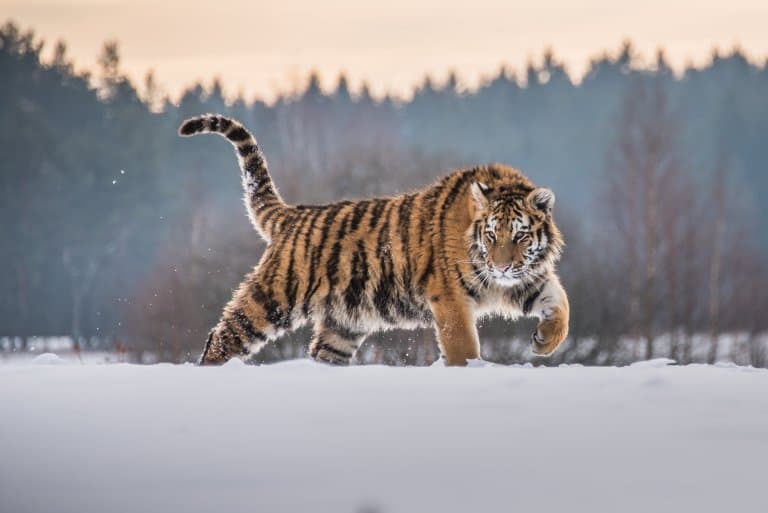 siberian tiger hunting elk