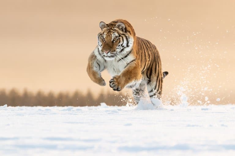 Large Siberian tiger