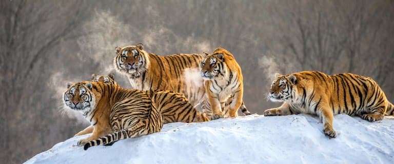 Siberian tigers together