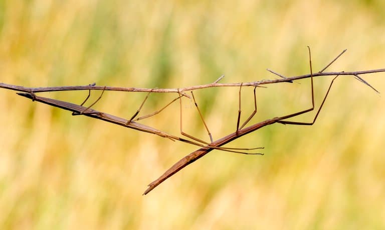 Stick Insect looking like a stick