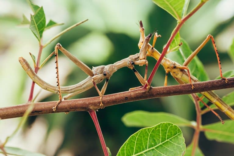 Tropical Stick Insects