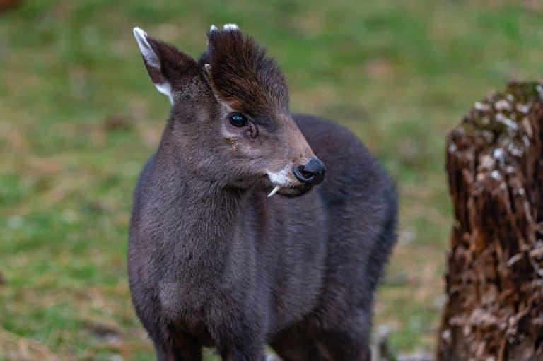 8 Fang-tastic Tufted Deer Facts - Fact Animal