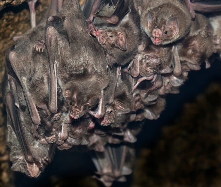 Vampire Bat Colony