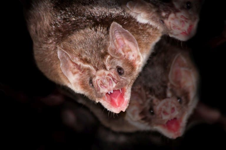 Vampire Bat Face