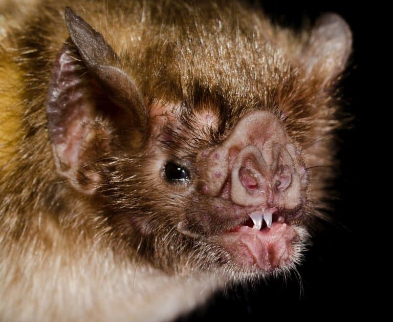 Triangular Vampire Bat Teeth