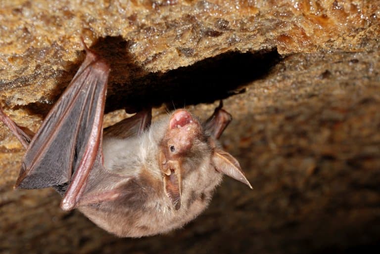 Vampire Bat upside down on cave wall