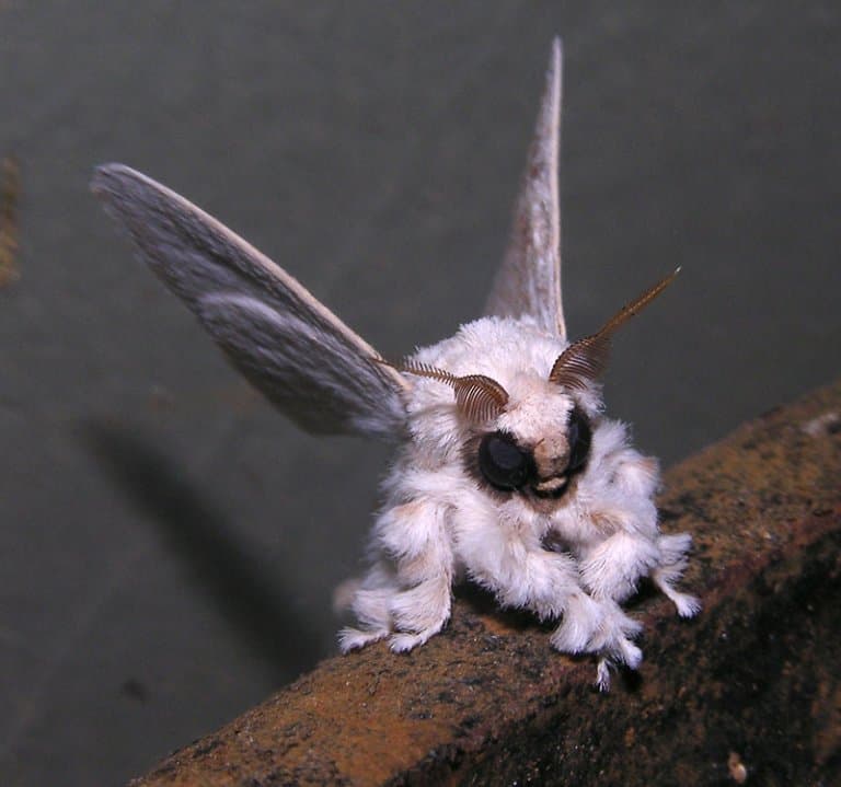 what do poodle moths eat? 2