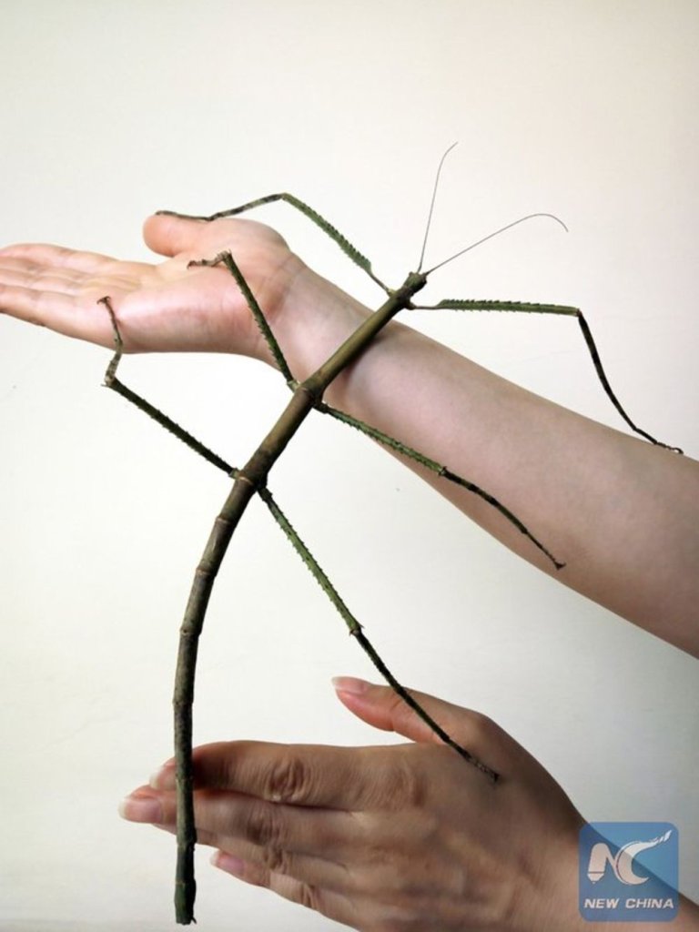 Worlds Longest Stick Insect