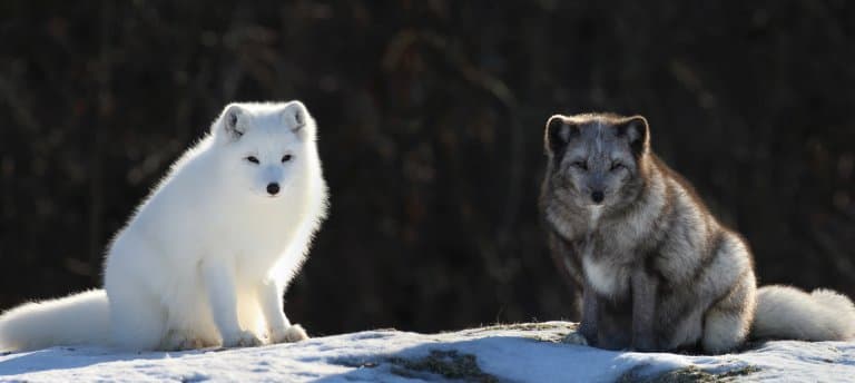 Arctic Fox Coats