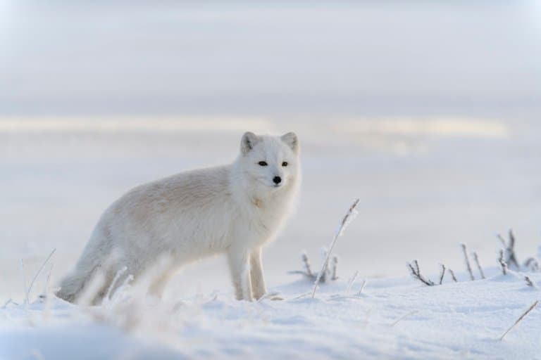 15 Astonishing Arctic Fox Facts - Fact Animal